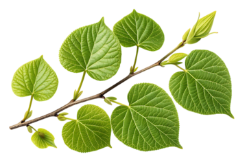 Linden branch with green leaves isolated on transparent background