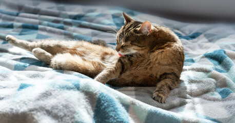 beige tabby cat lounges comfortably on a soft blanket, enjoying the warmth of bright sunlight,...