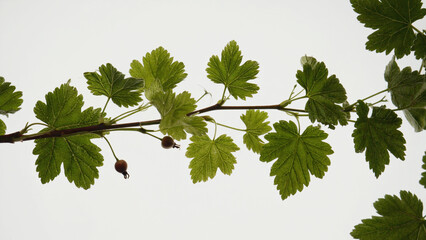 A natural scene of a green leaf branch, suitable for environmental or outdoor-themed designs