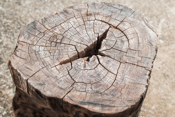 stump of tree felled - section of the trunk with annual rings