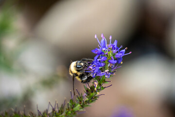Bumblebee on blue flowers in the garden an ecolodge near Cotopaxi National Park, in Cotopaxi, Ecuador