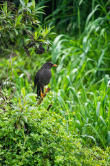Great thrush (Turdus fuscater) in the grass at an ecolodge near Cotopaxi National Park, in Cotopaxi, Ecuador