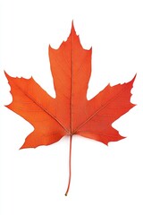 Fototapeta premium Detailed orange maple leaf vein structure against clean white backdrop captivating nature autumn color