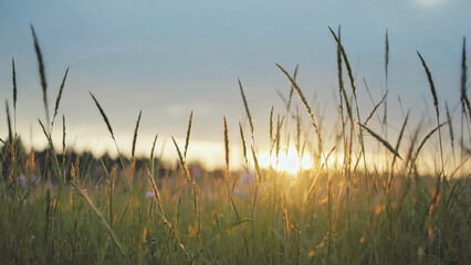 Obraz premium Sunset landscape with tall grass, suitable for nature and outdoor-themed projects
