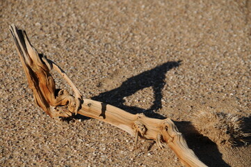 Natural Driftwood on Sandy Beach Under Bright Sunlight