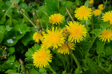 A common wildflower in rural and natural landscapes symbolizing seasonal renewal and simple natural beauty © Ivan