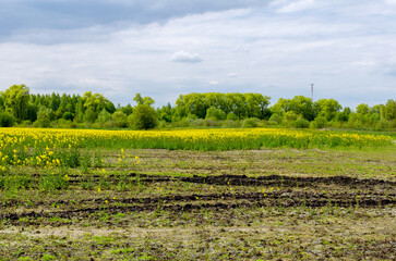 The edge of a vibrant blooming rapeseed field in the countryside, with tall poplar trees visible in the distance. 