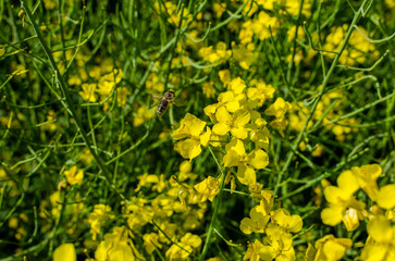 Close-up of yellow blooming rapeseed flowers. A detailed close-up shot of vibrant yellow rapeseed flowers in full bloom. 