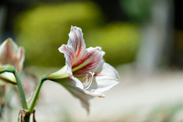 Amaryllis
