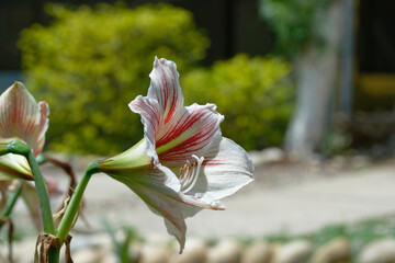 Amaryllis