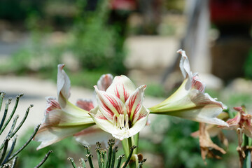 Amaryllis