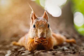 Squirrel in the autumn park.