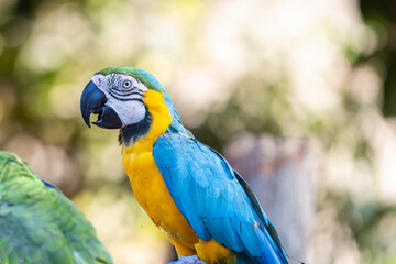 Ara ararauna, also known as the blue-and-gold macaw, is a large South American parrot with blue top parts and yellow under parts. Parrot bird, blue-and-yellow macaw in portrait profile.  