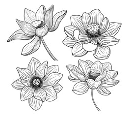 Lotus Flower – Black and White Vector Line Art. Sacred lotus flower in elegant line art. Black and white vector ideal for yoga designs, mindfulness themes, tattoos, and minimal decor.