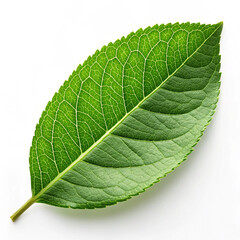 Obraz premium Green leaf isolated on white background