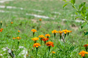 yellow flowers in the field