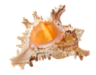 Obraz premium shell, Generated image