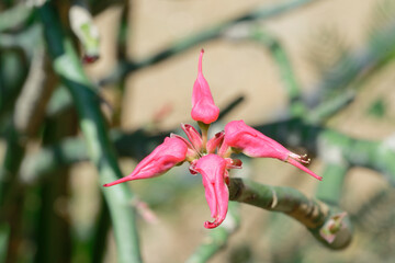 Euphorbia tithymaloides