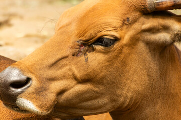Naklejka premium Javanese Bull (Bos Javanicus) in the zoo