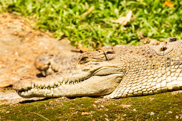alligator in the everglades