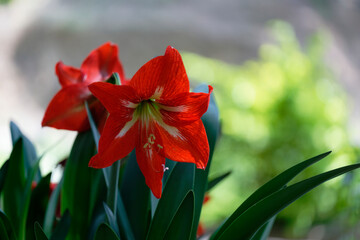 Fototapeta premium Amaryllis
