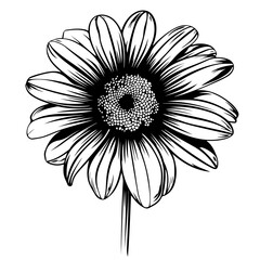 white flower on black background, flower, daisy, nature, isolated, white, plant, gerbera, summer, beauty, flowers, blossom, spring, bloom, pink, camomile, macro, flora, petal, chamomile, floral, yello