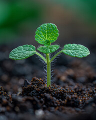 A Young Plant Sprouting in Soil