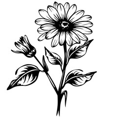 white flower on black background, flower, daisy, nature, isolated, white, plant, gerbera, summer, beauty, flowers, blossom, spring, bloom, pink, camomile, macro, flora, petal, chamomile, floral, yello