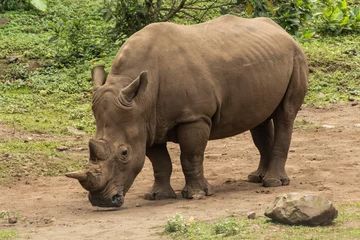Gardinen Nashorn rhino in the wild  © Salouw