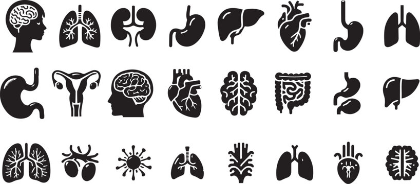 Human organ, anatomy icon set. Vector glyph pictograms of brain, heart, lungs, liver, stomach, intestine, kidney medical, healthcare, and biology concept black silhouette illustration.