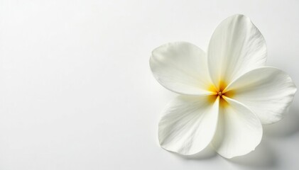 Close-up shot of pristine white flower petals on stark white backdrop, floral, vibrant