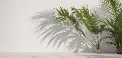Crisp shadow of palm fronds on a bright white wall, tropical vibe,  image,  design