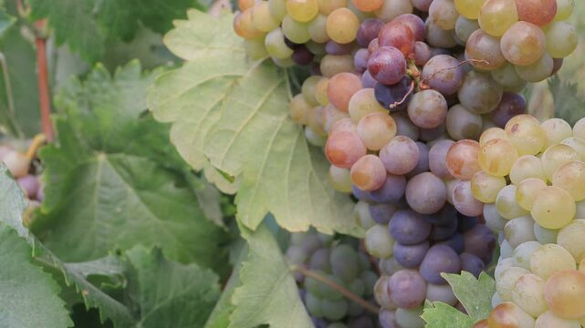 vi&ntilde;a uva blanca zoom alejando 