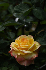 黄色のバラ