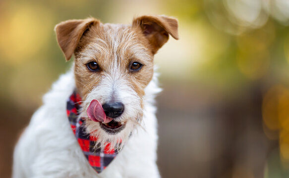 Face of a hungry cute pet dog as licking her mouth and waiting for food