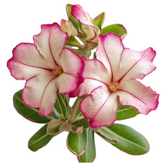 Closeup of Two Pink and White Adenium Obesum Flowers on a transparent background