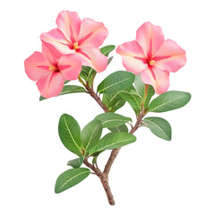 Two Pink Adenium Flowers with Lush Green Leaves on a Branch 