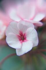 Geranium Zonal, Pelargonium hortorum with pink flowers	
