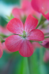 Geranium Zonal, Pelargonium hortorum with pink flowers	
