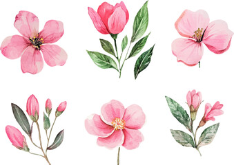 set of pink flowers