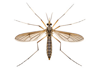 mosquito isolated on white background