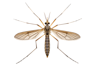 mosquito isolated on white background
