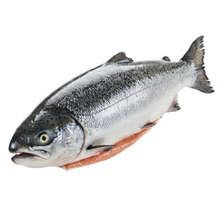 Obraz premium Whole Salmon Fish Isolated on White Background 