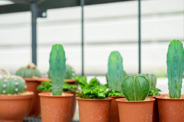 Various Beautiful cactus plants. 