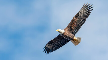 Fototapeta premium Majestic Bald Eagle in Flight A Stunning Wildlife Image