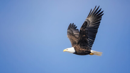 Majestic Bald Eagle in Flight Soaring Bird of Prey Photography