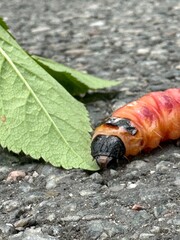colorado potato beetle