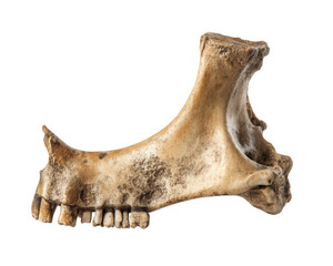 Weathered human bone showcasing intricate texture and details, isolated against transparency background. This unique specimen highlights natural aging process and historical significance