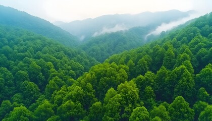 Lush green forest valley shrouded in morning mist, rolling hills, vibrant foliage