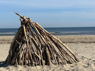 dead tree on the beach